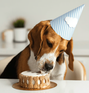 Recetario de Pastelería Canina Tomo 3